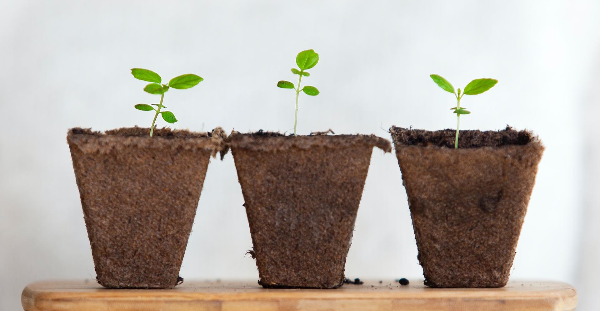 three green leafed plants